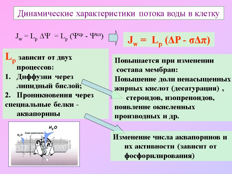 Динамические характеристики потока воды в клетку Jw = Lр   = Lр (ср